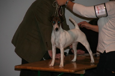 Fox-trot forever - Deegee:  CACS/CACIB, BOB Rouen 2009