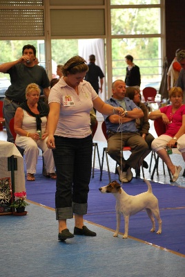 Fox-trot forever - Championne JEUNE de la NE'09 Fox-Terriers