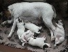  - BB Fox-Terriers Poil Lisse nés le 31 Mars 2021