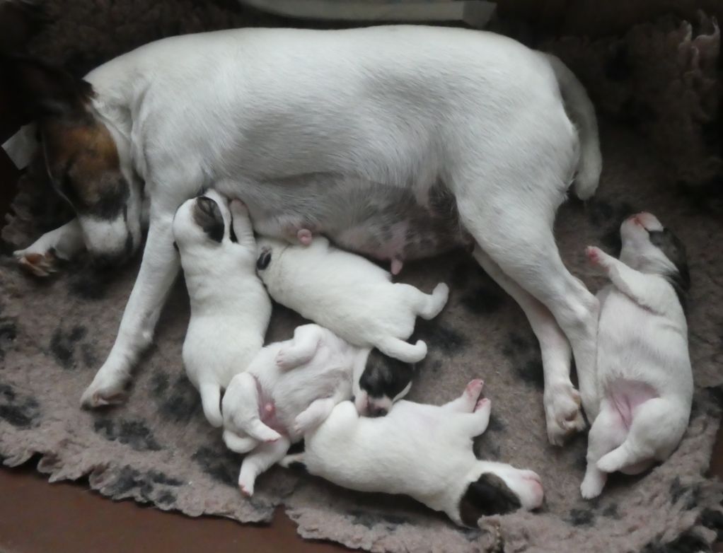 Fox-trot forever - BB Fox-Terriers Poil Lisse nés le 31 Mars 2021