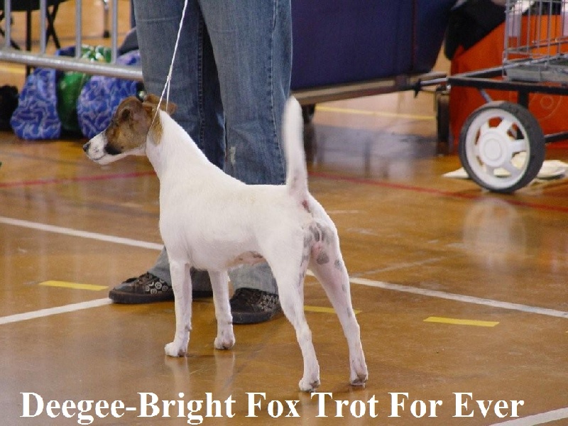 Deegee bright Fox-trot forever