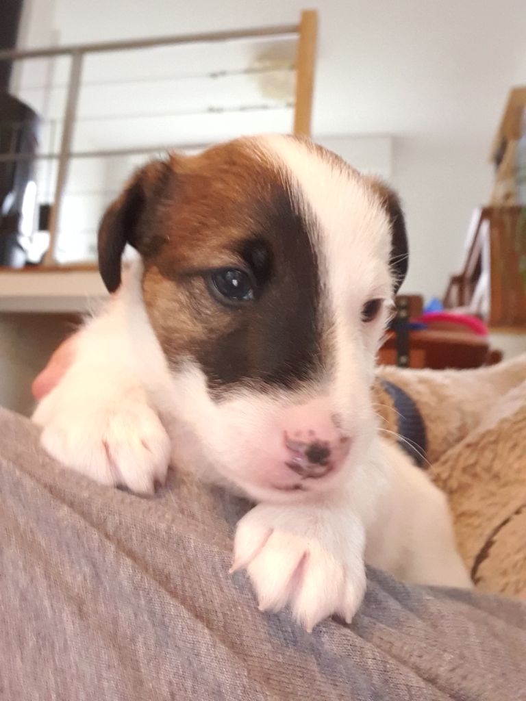 Fox-trot forever - Chiot disponible  - Fox Terrier Poil lisse