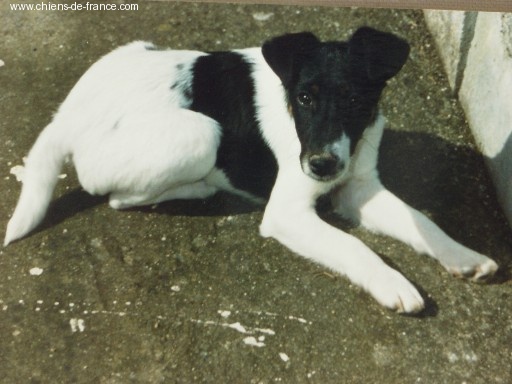 CH. Joy Fox-trot forever