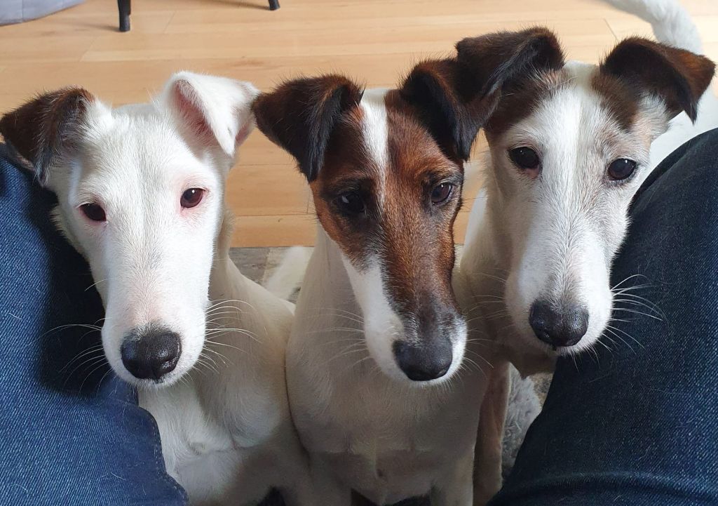 Une Portée FOX-TERRIER Poil Lisse à naître mi-Juin 2025