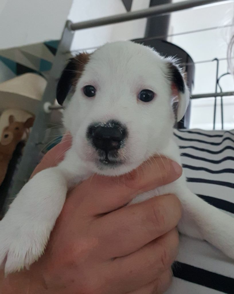Fox-trot forever - Chiots disponibles - Fox Terrier Poil lisse