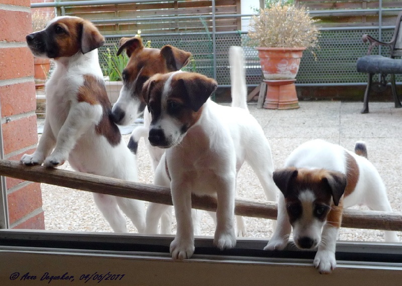 Fox-trot forever - Fox Terrier Poil lisse - Portée née le 12/04/2011