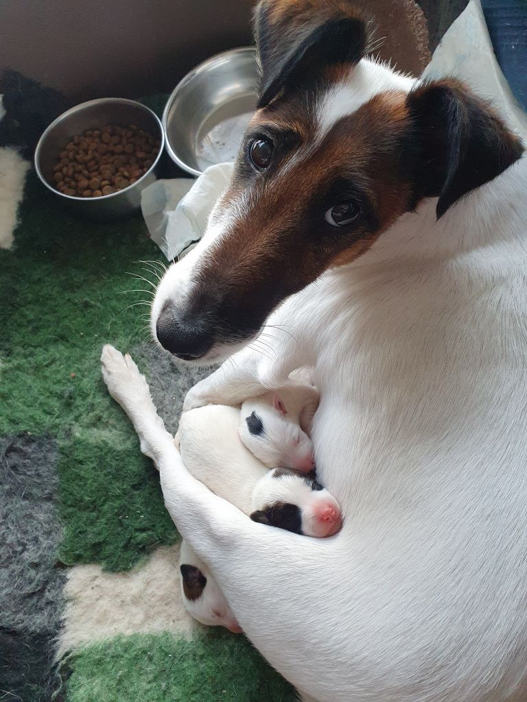 Chiot Fox Terrier Poil lisse Fox-trot forever