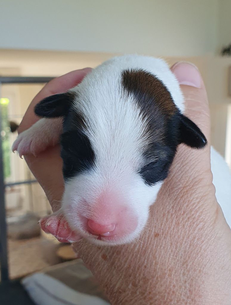Fox-trot forever - Chiots disponibles - Fox Terrier Poil lisse