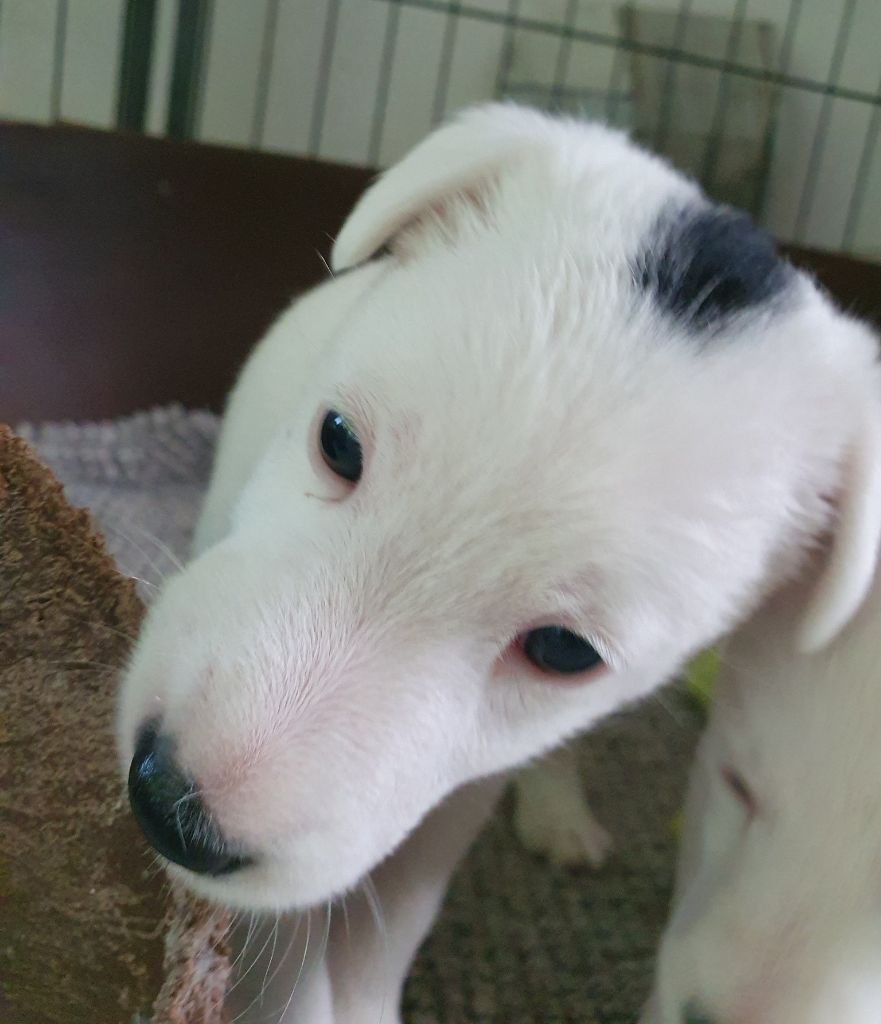 Fox-trot forever - Chiots disponibles - Fox Terrier Poil lisse