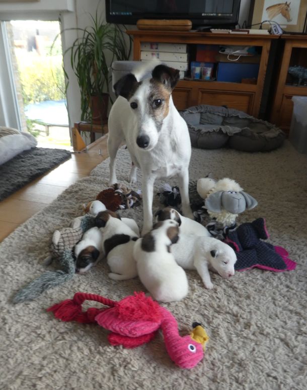 Fox-trot forever - Fox Terrier Poil lisse - Portée née le 31/03/2021