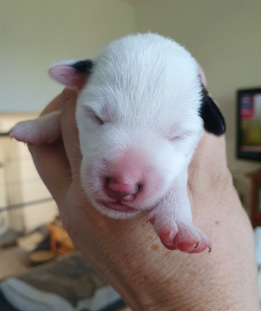 Fox-trot forever - Chiots disponibles - Fox Terrier Poil lisse
